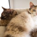 【獣医師監修】ラパーマは飼いやすい？猫種の性格や飼う前の注意点・価格…
