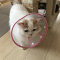 猫はなぜ動物病院が嫌いなの？理由３つ