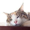 愛猫が『眠たいとき』に見せる仕草3選　愛猫を快適に寝かせてあげるための…