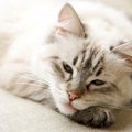 ゆっくり休ませてあげよう！猫のお疲れサイン５選