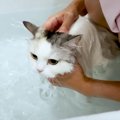 「必死過ぎてワロタｗ」「笑ってごめんｗ」お風呂が大嫌いな長毛猫が…