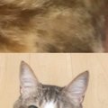 猫同士で『ビデオ通話』をさせてみたら…思わず笑ってしまう『気まずそうな…