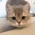 猫の前でおもちゃを素早く左右に振ると…可愛すぎてたまらない『あたま…