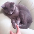 猫が『お触りOKとNGの日』違いを検証した結果…かわいすぎる"ギャップ…