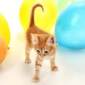 猫と風船で遊ぶとどんな反応をする？一緒に遊ぶ時のポイントや注意点も