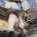 まるでプロ級！猫ちゃんの高速洗顔にびっくり