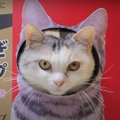 ビッグな猫缶タワー！猫ちゃんのお試しツアー開催♡