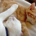 仲良し過ぎ？！抱き合って眠る可愛い猫ちゃん達♡