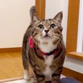 元ボス猫を家族に迎えたら『お姉ちゃんのストーカー化して…』可愛すぎる『…