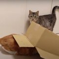 ダンボールのプロ？！器用に動き回る猫ちゃん♪