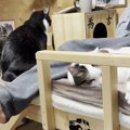 猫部屋で寝る息子を歓迎する猫たち→娘が寝にきた結果…『まさかの展開』に…