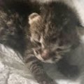 こんなに小さかった『赤ちゃん猫』が、今では……劇的な『大変身』に「…