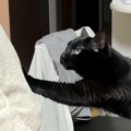 抱っこしてほしい黒猫→パパが両手を広げて待っていると…ニヤけずには…
