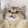 『子猫のときの遊び』を『大きくなった猫』に試してみた結果…たまらなく可…