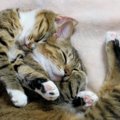 どうして猫はずっと寝てるの？夢は見る？睡眠に関する豆知識