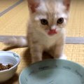 小さな猫ちゃんがお家に来て1日目の記録♡