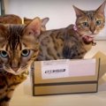 「箱に入りたいニャ！」順番に箱に入る猫ちゃんたち