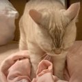 猫ちゃんのふみふみ♪場所はお決まりの…？