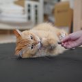 猫に効果のある「マタタビの代用品」５選