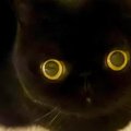 『11万いいね』まん丸おめめが可愛らしい黒猫ちゃん→『しっぽ』を見る…