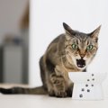 猫が異常に『ご飯を欲しがる』のはなぜ？5つの原因と対処法