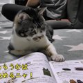 暇そうな猫ちゃんと一緒にカタログを見る