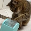 知育おもちゃを回して『おやつ』を食べていた猫→中身が『ごはん』になった…