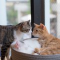 猫の消防署？「猫カフェ C･F･D&C･P･S」ってどんな猫カフェ？