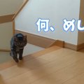 呼ぶとすぐ来る猫と来ない猫