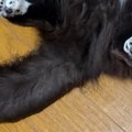 猫をお風呂に入れたら、『大きくてモフモフな尻尾』が……衝撃の『ビフォー…