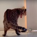 ドアを開けるのは簡単？ママさんを追いかける猫ちゃん