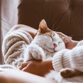 猫が『膝に乗りたくなる人』ってどんな人？3つの特徴や乗ってもらうた…