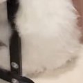 猫のお尻を洗ったあとに『ドライヤー』で乾かそうとしたら…予想外の『…