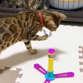 新しいおもちゃ！子猫、大人の猫それぞれの反応！