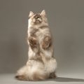 猫が『後ろ足で立つ』タイミング4選とそのときの気持ち　まるで人間のよう…