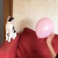 子どもたちが風船を猫にパスすると…まるで部活動のような『微笑ましす…