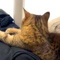 洗濯物をたたもうとした結果→ネコが上に乗ってしまい…つい頬がゆるん…