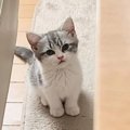 こんなにも小さかった子猫が１年後になると…驚きの急成長をとげた『現在の…