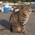 猫が『猫背』なのはなぜ？考えられる3つの理由　背中を丸めたボディーラン…