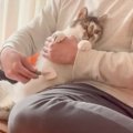 猫のお手入れをパパにお願いした結果…『段々と変化していく表情』に爆笑の…