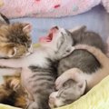 お昼寝中の赤ちゃん猫たち→1匹が『あくび』をし始めたら…可愛すぎる展開に…