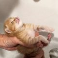 お風呂で『赤ちゃん猫』をマッサージした結果…思わずニヤける『尊すぎる反…