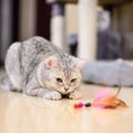 猫たちが『真夜中に大運動会』を繰り広げる原因3つ　大人になったら落…