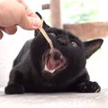 すだれを壊す犯猫を探せ！