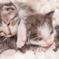 瀕死の状態で『庭にいた子猫たち』→保護から約３年が経過すると…劇的…