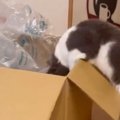 箱に入ろうとする猫を見ていたら…まさかの『どんくさすぎる光景』に「めっ…