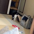 猫のためにクッションを作成→まさかの反応に『気に入らなかった？』と思っ…