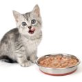 子猫の乳離れはいつ？出来ない時の対処法や離乳食を与える時期