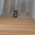 飼い主さんのことが大好きな子猫→階段の上から名前を呼ばれると…尊す…