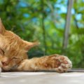 猫が『熱中症』になっている時の初期症状３選！早めに見極めて適切な…